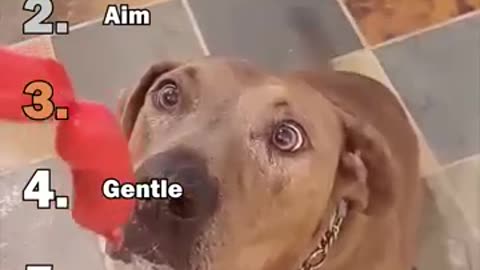 SMALL BITE REACTIONS