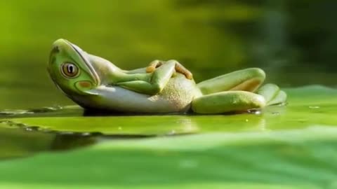 Just a Chil frog🐸😆