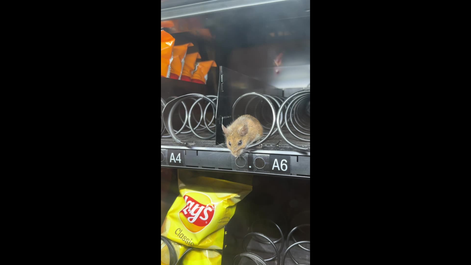 Rat Found Inside Vending Machine
