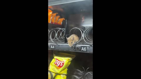 Rat Found Inside Vending Machine