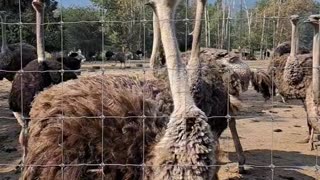 BC Ostrich Farm. Before the CFIA massacre.