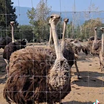 BC Ostrich Farm. Before the CFIA massacre.