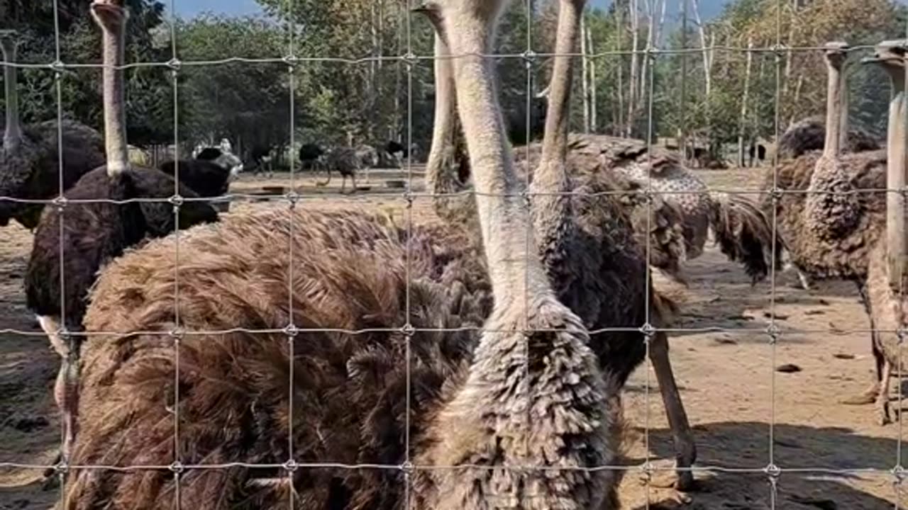 BC Ostrich Farm. Before the CFIA massacre.