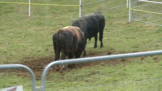 Čupo od Dinar - Šabi vs Brizan od Kovačevića Dar Mar 2025
