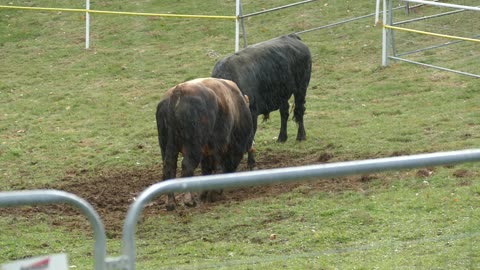 Čupo od Dinar - Šabi vs Brizan od Kovačevića Dar Mar 2025