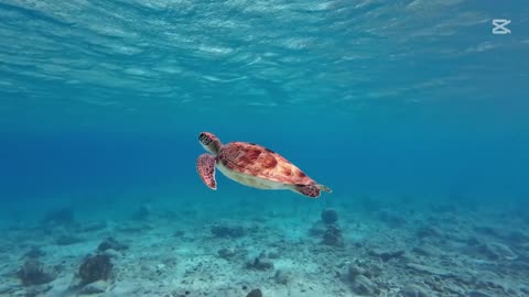 Turtle ocean tortoise