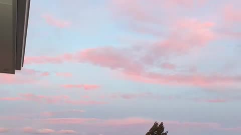 Pet Ram Knocks Down Man With Punching Bag on New Zealand Farm