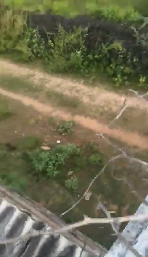 The Striped Hyena Attacked a Man