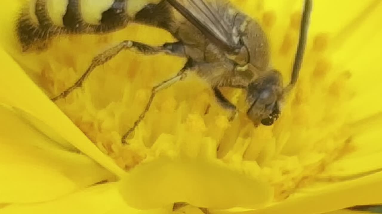 Honey Bee Extracting Nectar - A Closer Look at Nature’s Pollinators