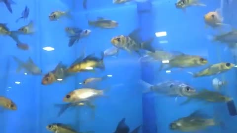 Lots of small fish swimming in the aquarium at store [Nature & Animals]