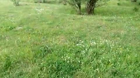 26.05.2021 Amenintare cu moartea - incendiu pe malul Ghimbășelului