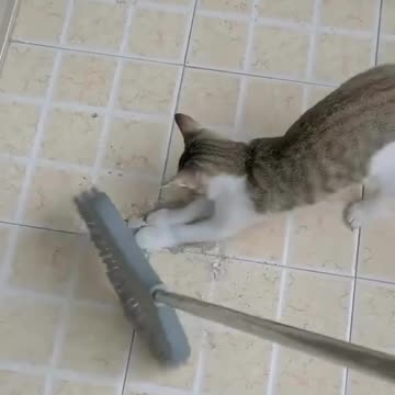 CATS, While i am working