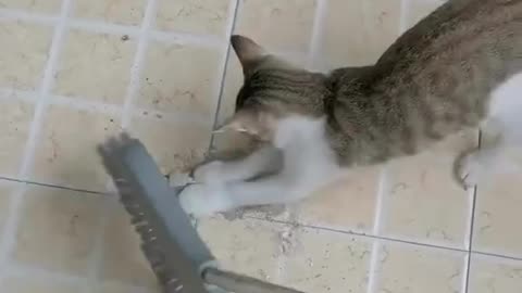 CATS, While i am working