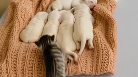 This Kitten Just Wanted to Sleep with the Puppies… What Happened Next Melted Everyone’s Heart