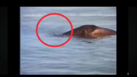 Loch Ness & Other Creatures of the Sea: What Really Lives in the Deep?