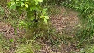🐶 Hilarious Animal Antics! Good Boy Wins the Internet | FunFM