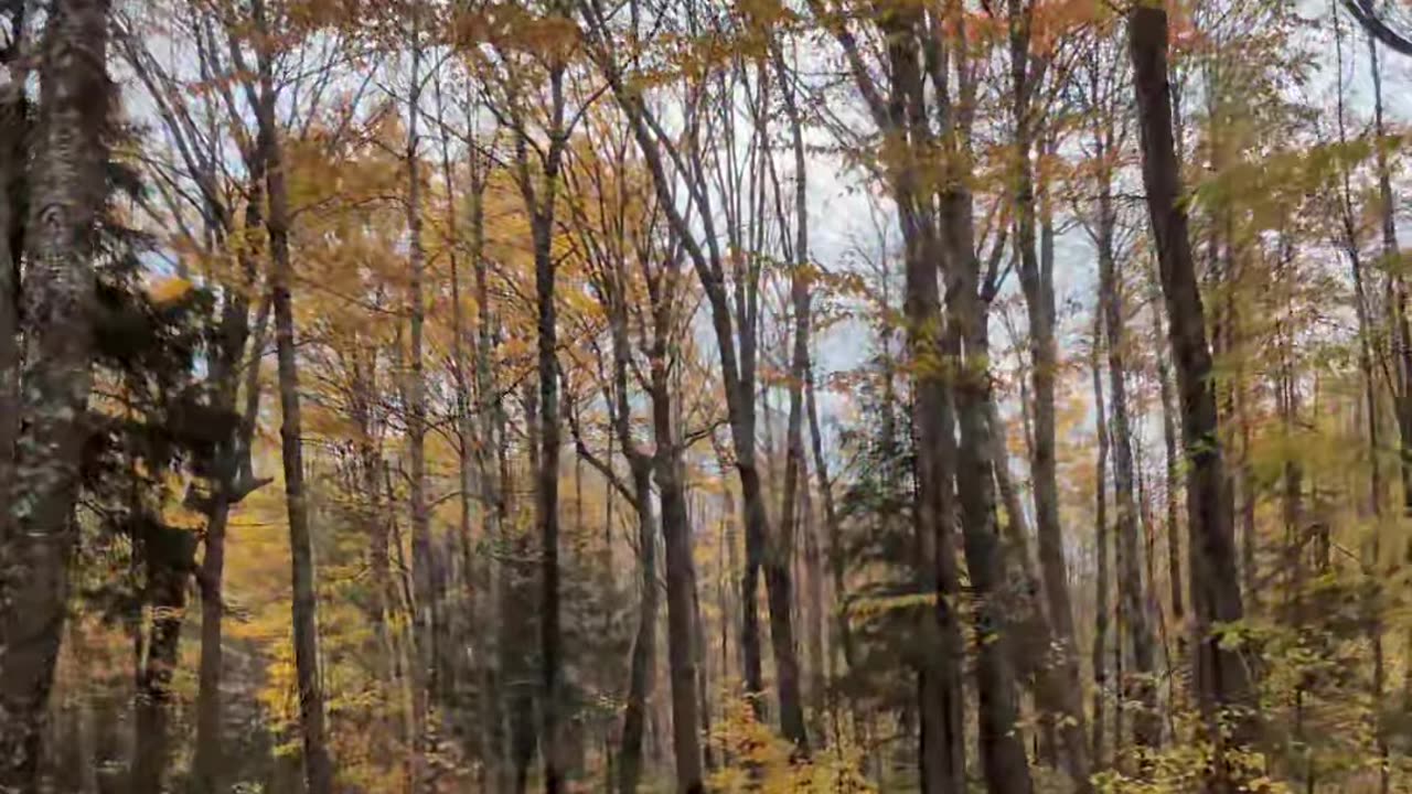 Yellow & Orange Autumn Wonderland