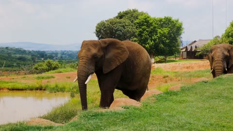 Srilanka Elephants