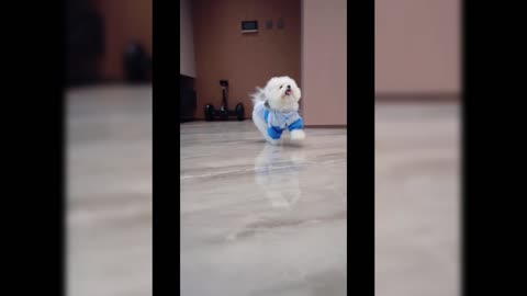 ADORABLE Pets! Best Funny Dogs and Cats Videos That Make You Smile