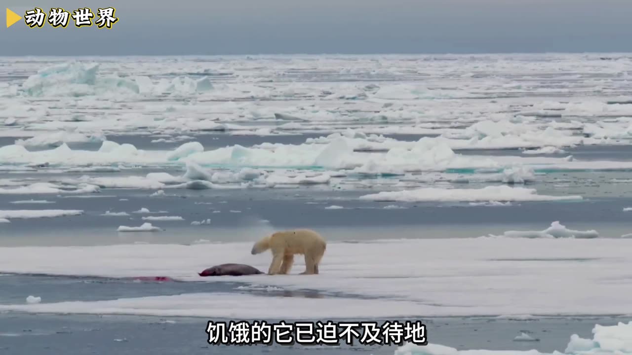 虎鲸群撞破冰层猎杀海豹,场面惊险刺激 #虎鲸 #海豹 #海洋生物
