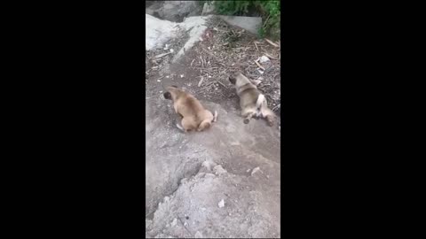 Funny video of animals