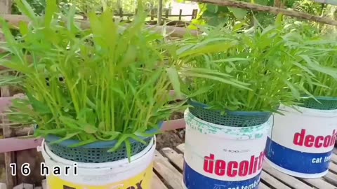 Easy Hydroponic Gardening | Growing Water Spinach at Home
