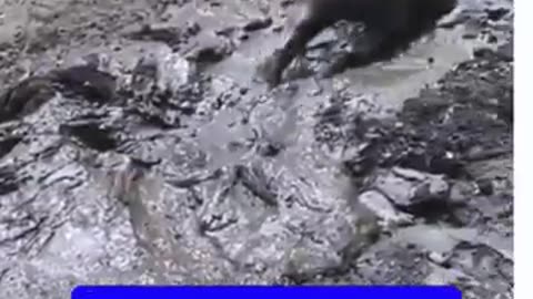 "Animals Bath Mud Fun"