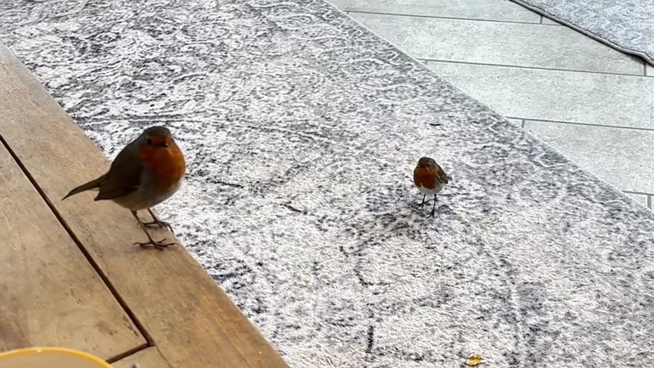 Wild Bird Befriends Human