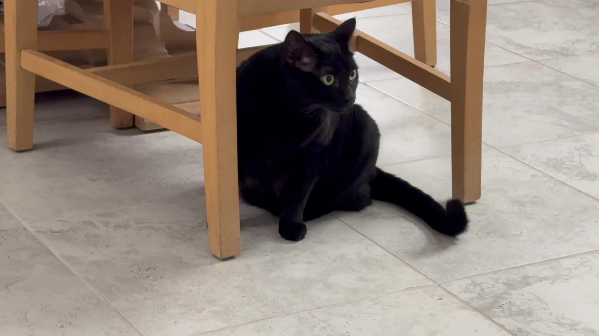 Cute Precious Piper is Guarding the Dining Room Set - My Adopted Shelter Cat Vlog