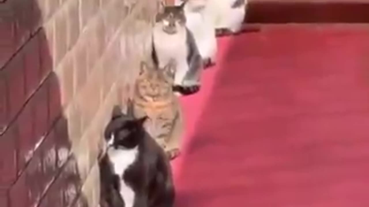 Cat charging station.. 😊