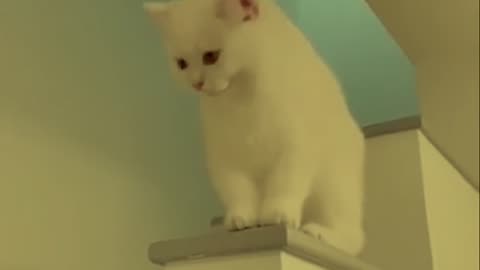 My white cat laughing