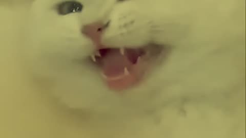 My white cat laughing