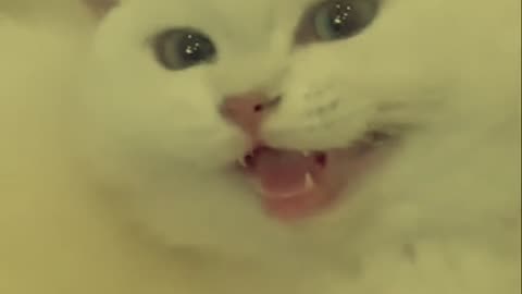 My white cat laughing