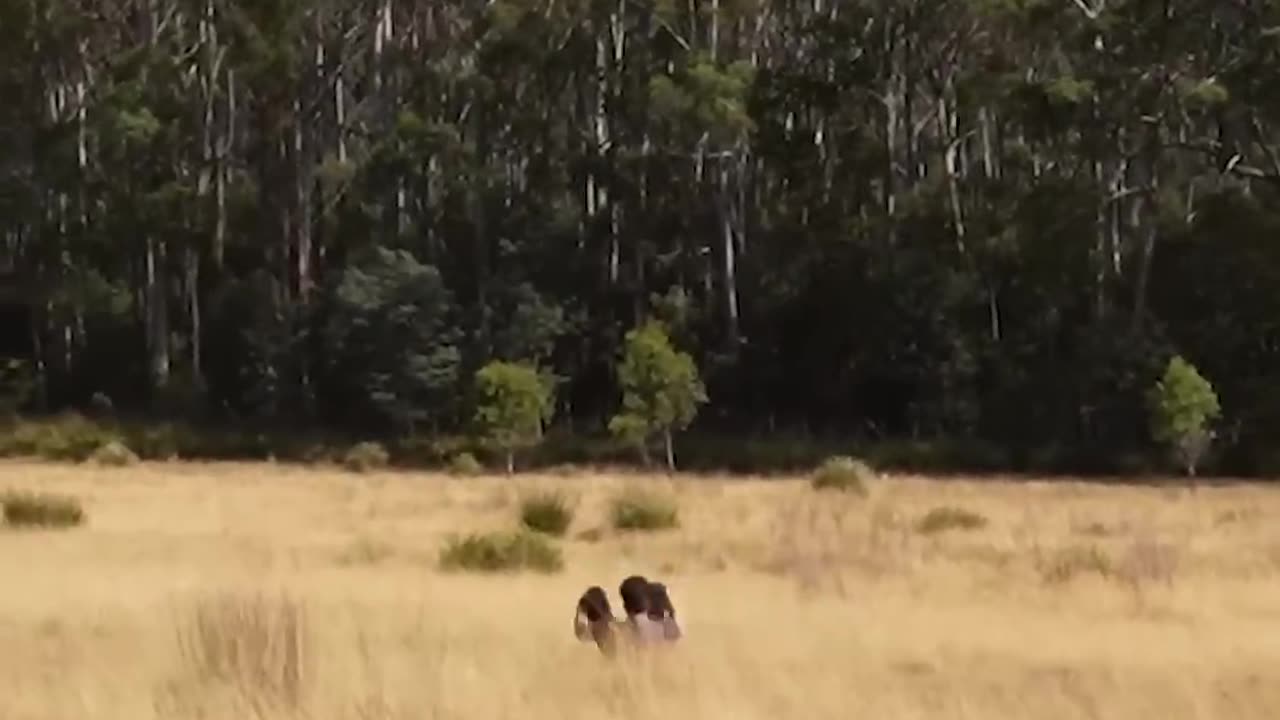 If Animals Did Parkour 😂 Part 2