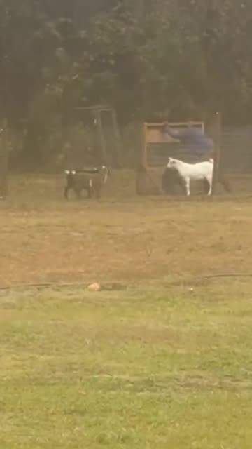 Can’t stop laughing.. 😂