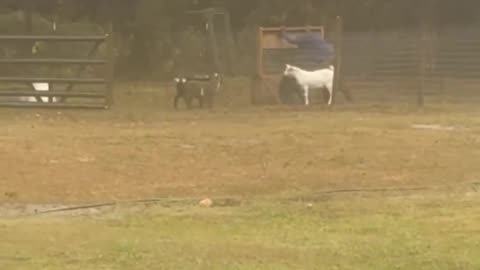 Can’t stop laughing.. 😂