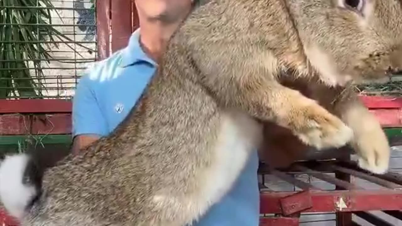 Size of this Flemish giant rabbit!!😱