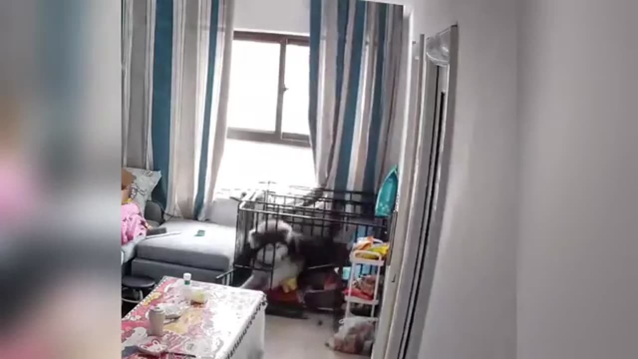 Active Animal
