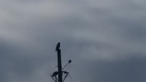 Bird Of Prey On A Post