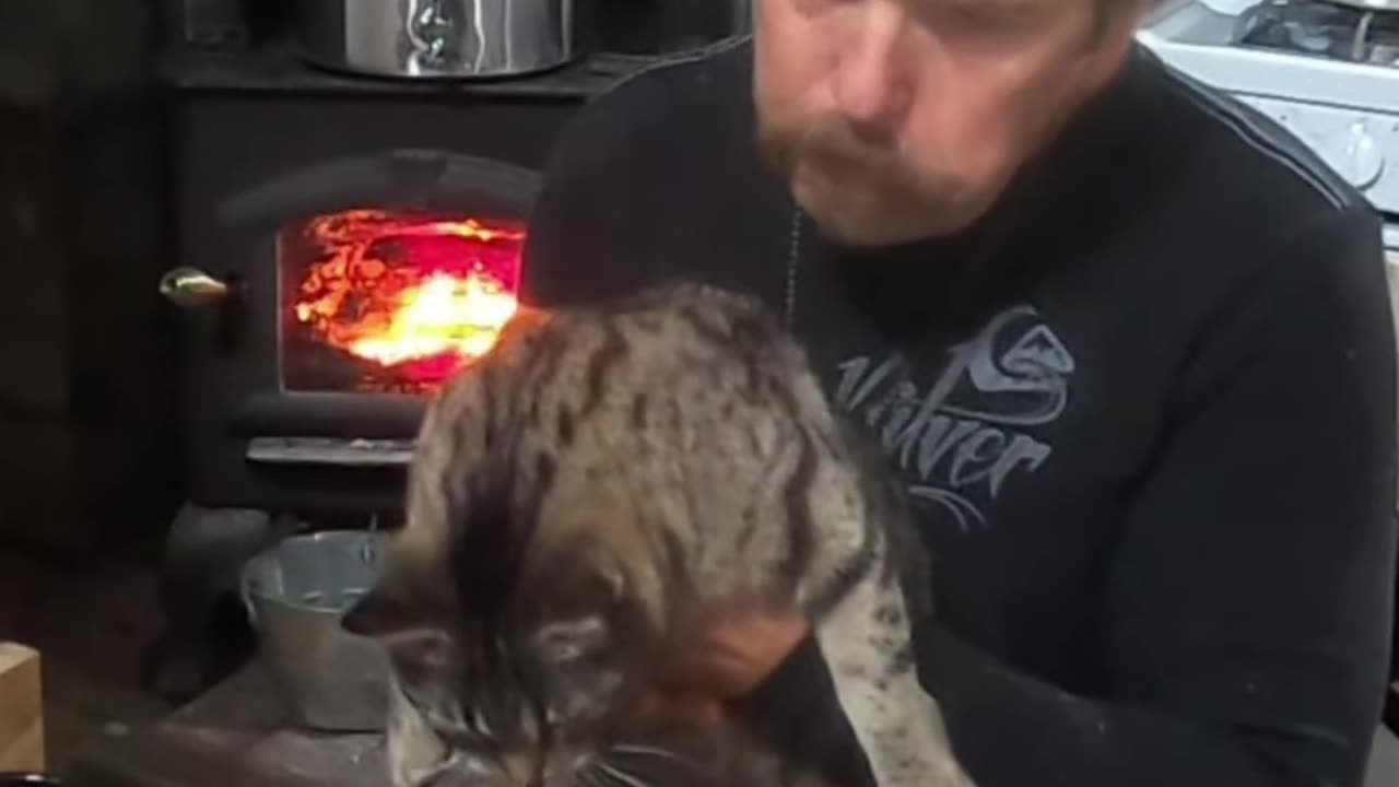 Lunch Date with a Purrfect Friend_ Wholesome Cat Interaction! #livingoffgrid #cats