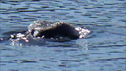 2025 Canadian Two - "Happy!"