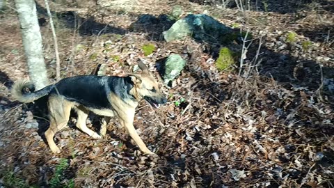 Spike Still Looking for Bigfoot.