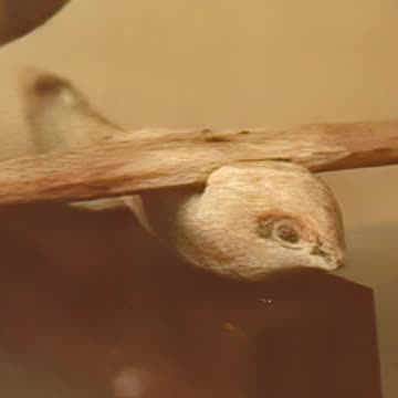 The Saqqara Bird: Ancient Egyptian Airplane or Just a Toy?