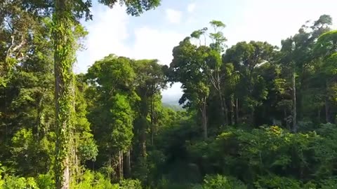 🌿 Amazon Rainforest 4K UHD | The World’s Largest Tropical Jungle + Calming Music Relaxation Film