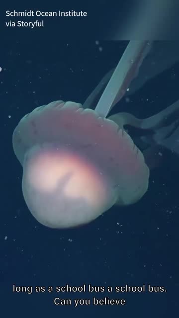 school-bus-sized phantom jellyfish discovered during an Argentina expedition