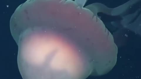 school-bus-sized phantom jellyfish discovered during an Argentina expedition