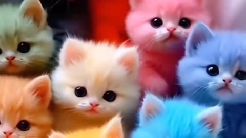 Cute kittens
