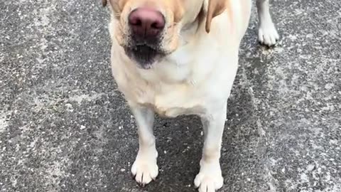 Rescue dogs with the loudest hearts.