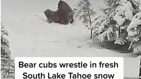 Funny animals video