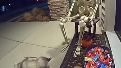 Possums really DO play dead